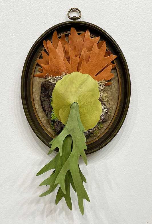 "Epiphyte: Elkhorn Fern" by Ven Loetz